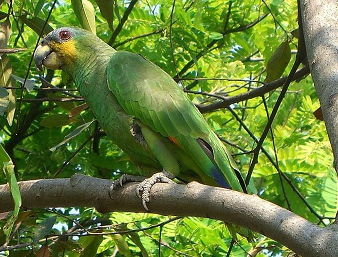 Orange-winged Amazon © <a href="https://de.wikipedia.org/wiki/User:Morray" class="extiw" title="de:User:Morray">Philipp Weigell</a>