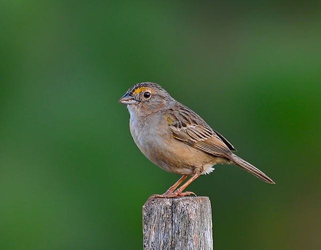 Grassland Sparrow &copy; <a rel="nofollow" class="external text" href="https://www.flickr.com/people/10786455@N00">Dario Sanches</a>