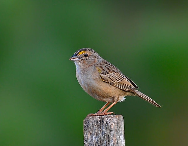 Grassland Sparrow © <a rel="nofollow" class="external text" href="https://www.flickr.com/people/10786455@N00">Dario Sanches</a>