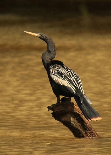 Anhinga anhinga &copy; <a rel="nofollow" class="external text" href="https://www.flickr.com/people/59323989@N00">Tim</a> from Ithaca