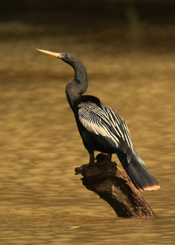 Anhinga anhinga © <a rel="nofollow" class="external text" href="https://www.flickr.com/people/59323989@N00">Tim</a> from Ithaca