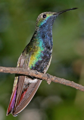 Black-throated Mango © <a href="//commons.wikimedia.org/wiki/User:Tomfriedel" title="User:Tomfriedel">http://www.birdphotos.com</a>