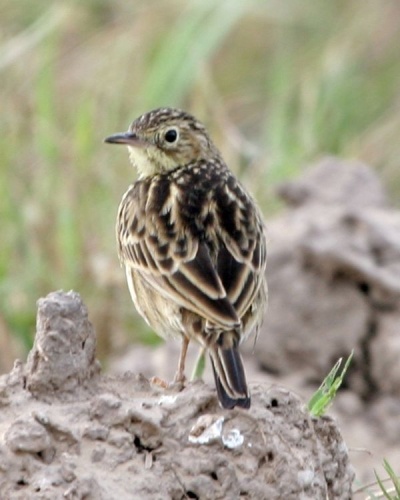 Yellowish Pipit &copy; <a rel="nofollow" class="external text" href="https://www.flickr.com/photos/64565252@N00">Lip Kee Yap</a>
