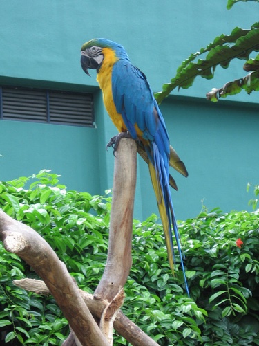 Blue-and-yellow Macaw © <a href="https://en.wikipedia.org/wiki/User:Sengkang" class="extiw" title="en:User:Sengkang">User:Sengkang</a>