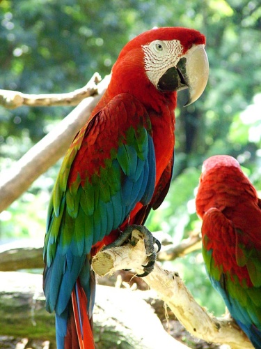 Red-and-green Macaw © <a rel="nofollow" class="external text" href="https://www.flickr.com/photos/12587661@N06">Michael Gwyther-Jones</a>