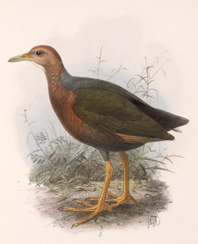 Rufous-necked Wood Rail &copy; <bdi><a href="https://en.wikipedia.org/wiki/en:John_Gerrard_Keulemans" class="extiw" title="w:en:John Gerrard Keulemans">John Gerrard Keulemans</a>
</bdi>