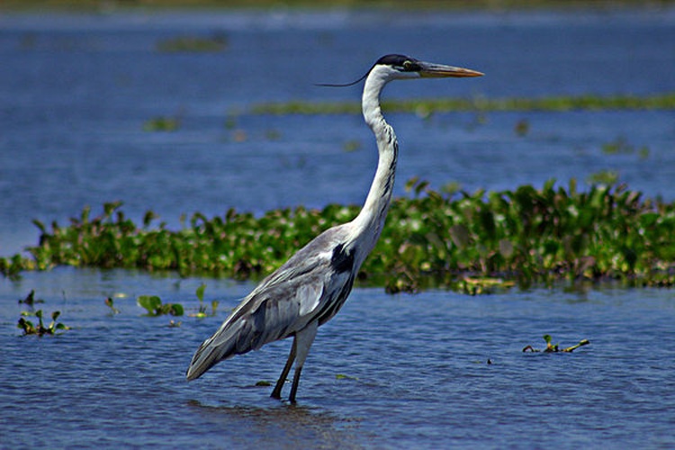 Cocoi Heron &copy; <a rel="nofollow" class="external text" href="https://www.flickr.com/people/44948457@N07">Fernando Flores</a>