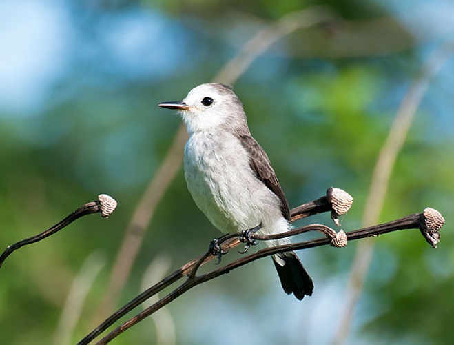 White-headed Marsh Tyrant © <a rel="nofollow" class="external text" href="https://www.flickr.com/photos/10786455@N00">Dario Sanches</a> from São Paulo, Brazil