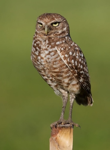 Burrowing Owl &copy; <a href="//commons.wikimedia.org/wiki/User:Dori" title="User:Dori">Dori</a>