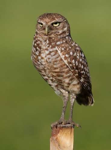 Burrowing Owl © <a href="//commons.wikimedia.org/wiki/User:Dori" title="User:Dori">Dori</a>