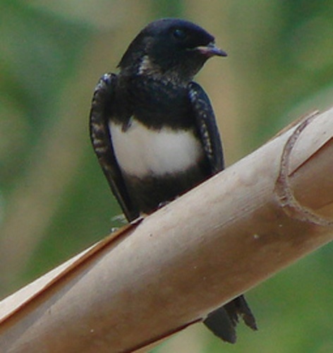 White-banded Swallow &copy; <a rel="nofollow" class="external text" href="https://www.flickr.com/people/8460925@N05">Sidnei Dantas</a>