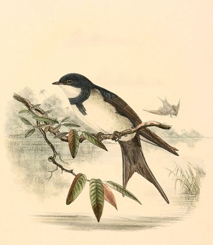 Black-collared Swallow © <bdi><a href="https://en.wikipedia.org/wiki/en:Richard_Bowdler_Sharpe" class="extiw" title="w:en:Richard Bowdler Sharpe">Richard Bowdler Sharpe</a>
</bdi>