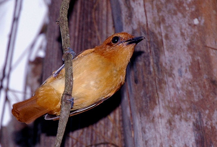 Cinnamon Attila © Godfrey R. Bourne