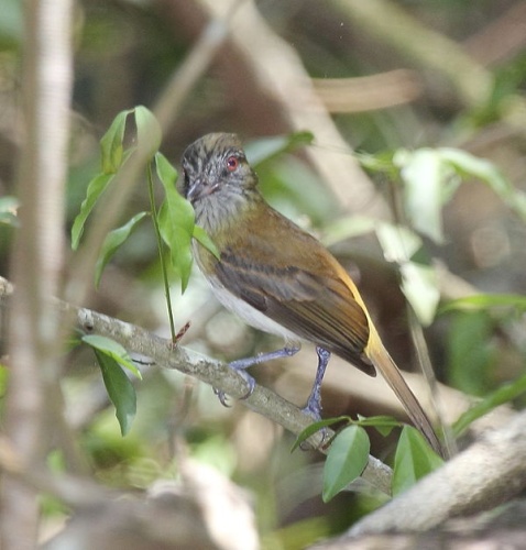 Bright-rumped Attila &copy; <a rel="nofollow" class="external text" href="https://www.flickr.com/people/9765210@N03">Dominic Sherony</a>