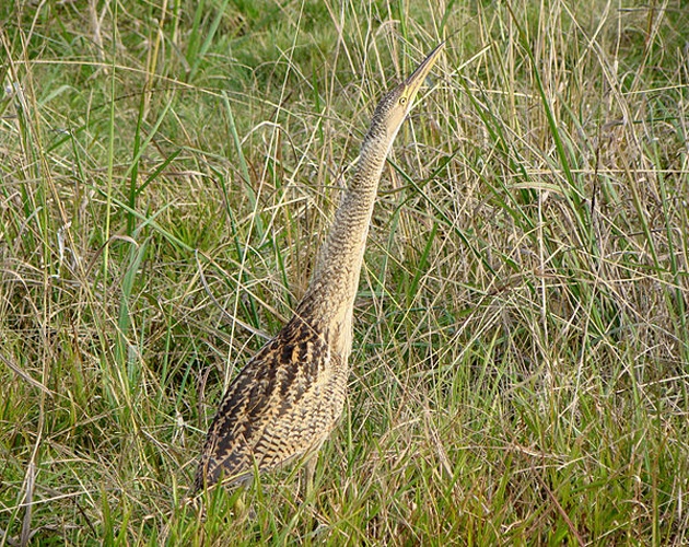 Pinnated Bittern © <a rel="nofollow" class="external text" href="https://www.flickr.com/photos/32674493@N04/">Cláudio D. Timm on Flickr</a>