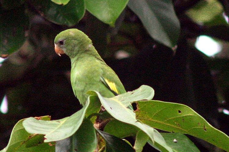 White-winged Parakeet © <a rel="nofollow" class="external text" href="https://www.flickr.com/photos/38174517@N03">anthrotect</a>