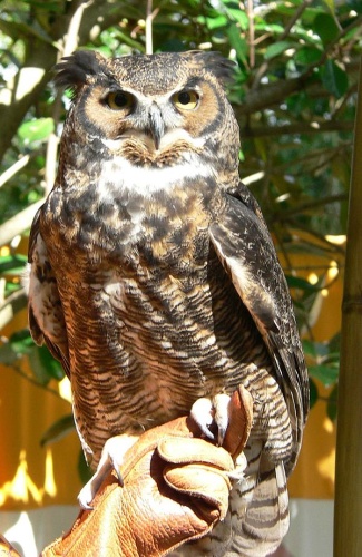 Great Horned Owl © 