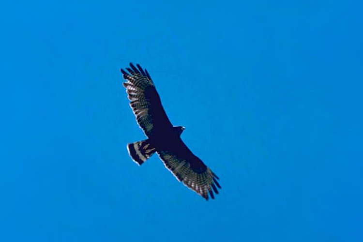 Zone-tailed Hawk © Stolz, Gary M