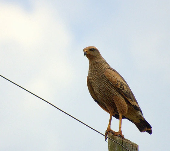 Savanna Hawk © <a rel="nofollow" class="external text" href="https://www.flickr.com/people/10786455@N00">Dario Sanches</a> from SÃO PAULO, BRASIL