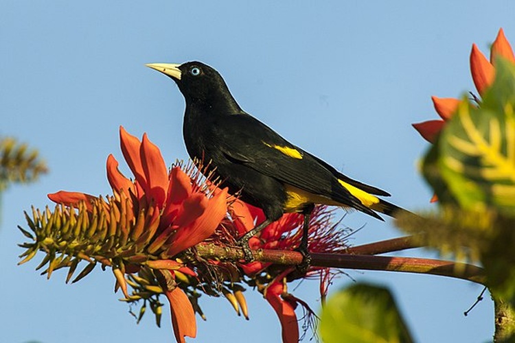 Yellow-rumped Cacique © <a rel="nofollow" class="external text" href="https://www.flickr.com/people/30818542@N04">Francesco Veronesi</a> from Italy
