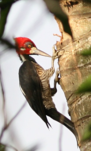 Crimson-crested Woodpecker © <a href="//commons.wikimedia.org/wiki/User:Tomfriedel" title="User:Tomfriedel">http://www.birdphotos.com</a>