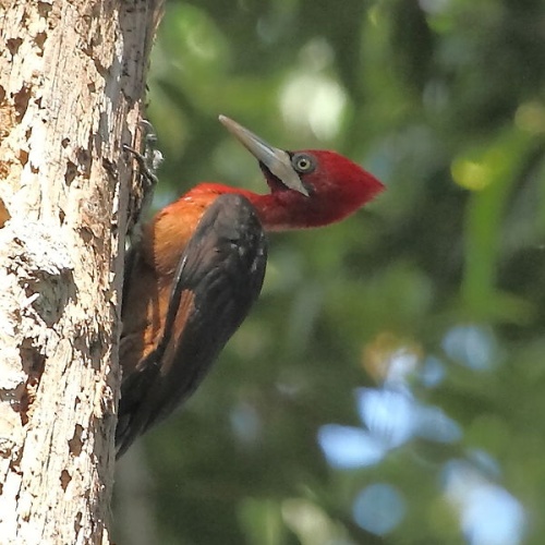 Red-necked Woodpecker © <a href="//commons.wikimedia.org/wiki/User:Hector_Bottai" title="User:Hector Bottai">Hector Bottai</a>