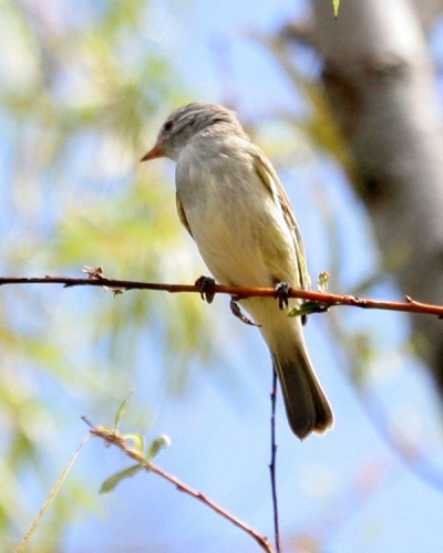Southern Beardless Tyrannulet &copy; Lip Kee