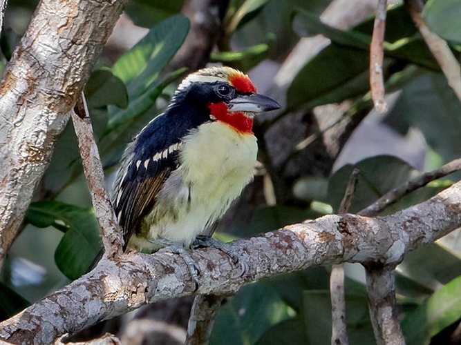 Black-spotted barbet &copy; <a href="//commons.wikimedia.org/wiki/User:Hector_Bottai" title="User:Hector Bottai">Hector Bottai</a>