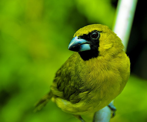 Yellow-green Grosbeak © Tibchris