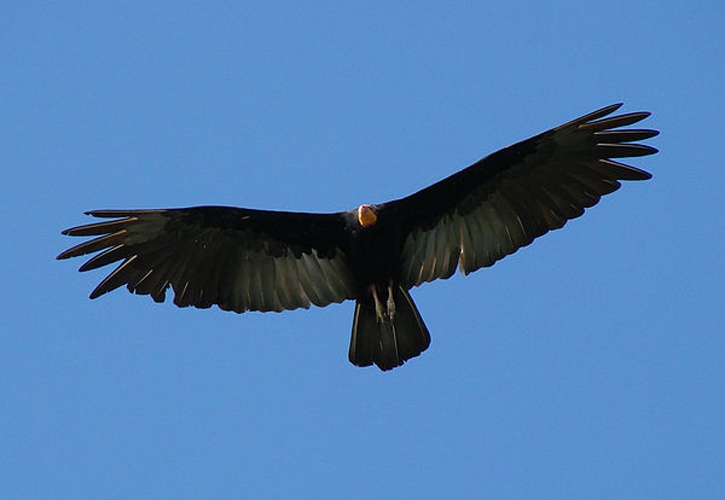 greater yellow-headed vulture &copy; <a rel="nofollow" class="external text" href="https://www.flickr.com/people/8460925@N05">Sidnei Dantas</a>