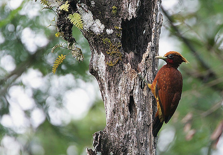 Chestnut Woodpecker &copy; <a rel="nofollow" class="external text" href="https://www.flickr.com/photos/50079771@N08">Steve Garvie</a> from Dunfermline, Fife, Scotland