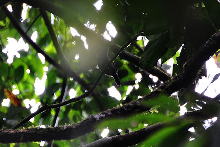 Grey Antbird © <a rel="nofollow" class="external text" href="https://www.flickr.com/people/faulkners_fowl_shots/">Don Faulkner</a>