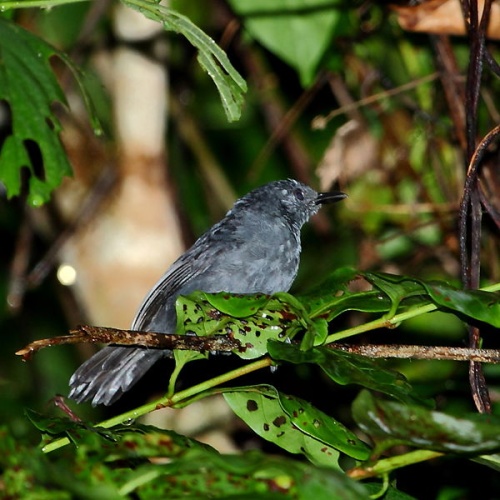 Blackish Antbird &copy; <a href="//commons.wikimedia.org/wiki/User:Hector_Bottai" title="User:Hector Bottai">Hector Bottai</a>