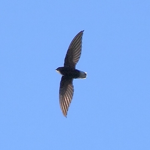 Short-tailed Swift © <a href="//commons.wikimedia.org/wiki/User:Hector_Bottai" title="User:Hector Bottai">Hector Bottai</a>