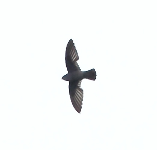 Band-rumped Swift © <a href="//commons.wikimedia.org/wiki/User:Hector_Bottai" title="User:Hector Bottai">Hector Bottai</a>