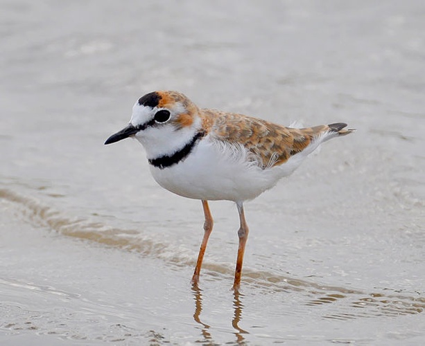 Collared Plover © <a rel="nofollow" class="external text" href="https://www.flickr.com/photos/32674493@N04">Cláudio Dias Timm</a> from Rio Grande do Sul