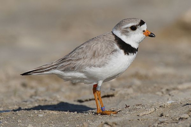 Piping Plover © <a href="//commons.wikimedia.org/wiki/User:Mdf" title="User:Mdf">Mdf</a> <br>
derivative work: <a href="//commons.wikimedia.org/wiki/User:Tmv23" title="User:Tmv23">User:Tmv23</a> (<a href="//commons.wikimedia.org/wiki/User_talk:Tmv23" title="User talk:Tmv23"><span class="signature-talk">talk</span></a>)