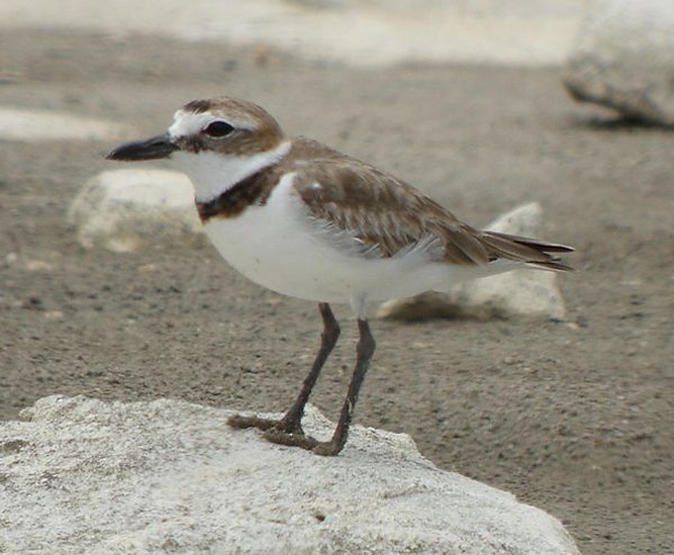 Wilson's Plover &copy; Pascal Aleixandre