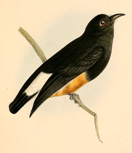 Swallow-winged Puffbird © William Swainson (1789-1855)