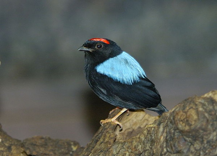 Blue-backed Manakin © <a href="//commons.wikimedia.org/w/index.php?title=User:Norbert_Potensky&amp;action=edit&amp;redlink=1" class="new" title="User:Norbert Potensky (page does not exist)">Norbert Potensky</a>