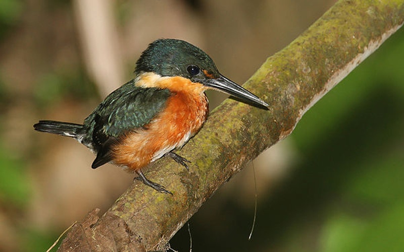 American Pygmy Kingfisher &copy; <a href="//commons.wikimedia.org/wiki/User:Mdf" title="User:Mdf">Mdf</a>