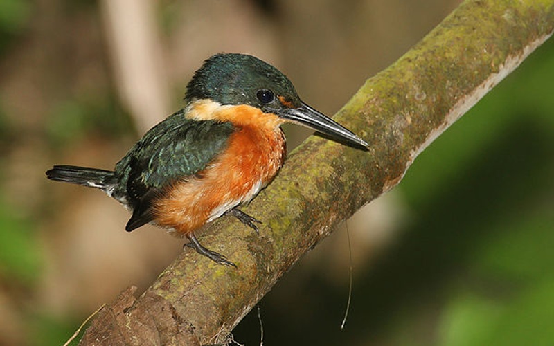 American Pygmy Kingfisher © <a href="//commons.wikimedia.org/wiki/User:Mdf" title="User:Mdf">Mdf</a>