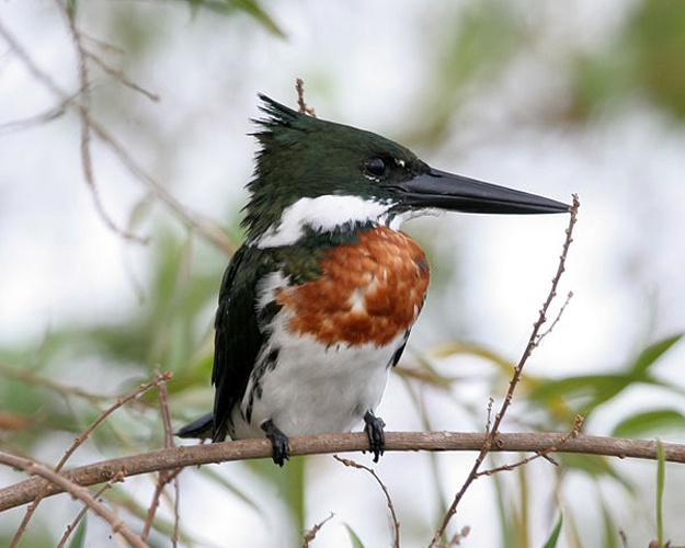 Amazon Kingfisher &copy; <a rel="nofollow" class="external text" href="https://www.flickr.com/photos/64565252@N00">Lip Kee Yap</a>