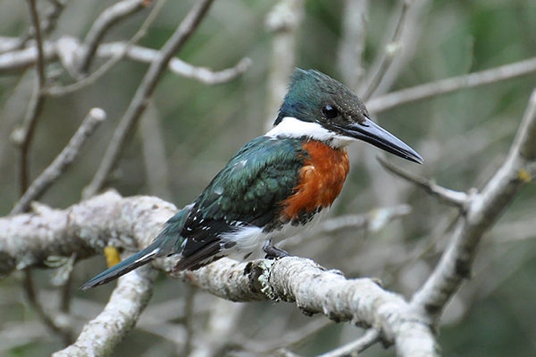 Green Kingfisher © <a rel="nofollow" class="external text" href="https://www.flickr.com/photos/32674493@N04">Cláudio Dias Timm</a> from Rio Grande do Sul