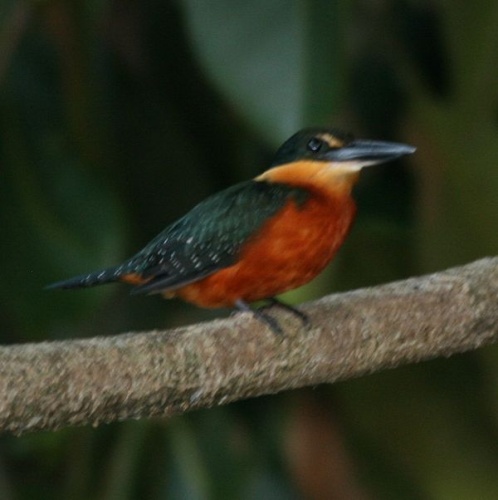 Green-and-rufous Kingfisher &copy; <ul>
<li>derivative work: <a href="//commons.wikimedia.org/wiki/User:Snowmanradio" title="User:Snowmanradio">Snowmanradio</a> (<a href="//commons.wikimedia.org/wiki/User_talk:Snowmanradio" title="User talk:Snowmanradio"><span class="signature-talk">talk</span></a>)</li>
<li>
<a href="//commons.wikimedia.org/wiki/File:Chloroceryle_inda_-Madidi_National_Park_-Bolivia-8a.jpg" title="File:Chloroceryle inda -Madidi National Park -Bolivia-8a.jpg">Chloroceryle_inda_-Madidi_National_Park_-Bolivia-8a.jpg</a>: <a rel="nofollow" class="external text" href="https://www.flickr.com/people/32005048@N06">Arthur Chapman</a>
</li>
</ul>