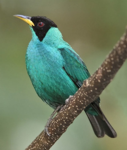 Green Honeycreeper © <a href="//commons.wikimedia.org/wiki/User:Dougjj" title="User:Dougjj">Doug Janson</a>