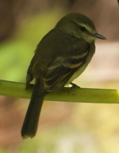 Fuscous Flycatcher © <ul>
<li>
<a href="//commons.wikimedia.org/wiki/File:Cnemotriccus_fuscatus_2.jpg" title="File:Cnemotriccus fuscatus 2.jpg">Cnemotriccus_fuscatus_2.jpg</a>: <a rel="nofollow" class="external text" href="https://www.flickr.com/people/42646706@N02">Mike &amp; Chris</a>
</li>
<li>derivative work: <a href="//commons.wikimedia.org/wiki/User:Berichard" title="User:Berichard">Berichard</a> (<a href="//commons.wikimedia.org/wiki/User_talk:Berichard" title="User talk:Berichard"><span class="signature-talk">talk</span></a>)</li>
</ul>