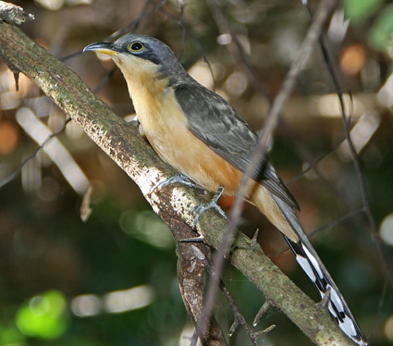 Mangrove Cuckoo © <a href="//commons.wikimedia.org/wiki/User:Tomfriedel" title="User:Tomfriedel">http://www.birdphotos.com</a>