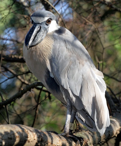 boat-billed heron © Patrick Coin (<a href="//commons.wikimedia.org/wiki/User:Cotinis" title="User:Cotinis">Patrick Coin</a>)