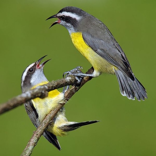 Bananaquit &copy; <a href="https://en.wikipedia.org/wiki/User:Leon-bojarczuk" class="extiw" title="en:User:Leon-bojarczuk">Leon-bojarczuk</a> - <a rel="nofollow" class="external text" href="https://www.flickr.com/photos/7599082@N08/542690999/">Flickr page</a>